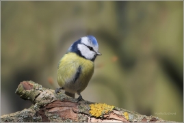 <p>SÝKORA MODŘINKA (Cyanistes caeruleus) /Eurasian blue tit - Blaumeise/</p>